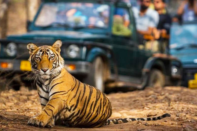 Jeep Safari Corbett